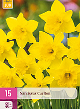 X 15 NARCISSUS CARLTON