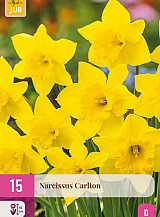X 15 NARCISSUS CARLTON