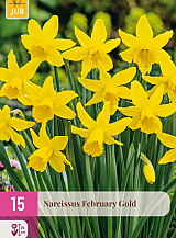 X 15 NARCISSUS FEBRUARY GOLD