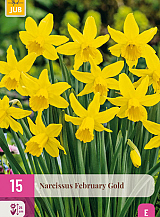 X 15 NARCISSUS FEBRUARY GOLD