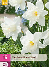 X 15 NARCISSUS MOUNT HOOD