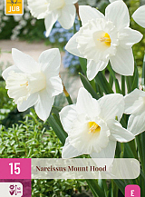 X 15 NARCISSUS MOUNT HOOD