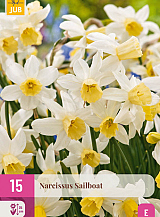 X 15 NARCISSUS SAILBOAT