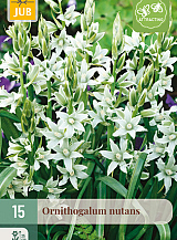 X 15 ORNITHOGALUM NUTANS