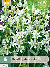 X 15 ORNITHOGALUM NUTANS