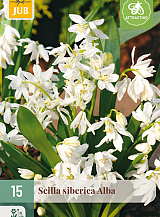 X 15 SCILLA SIBERICA ALBA
