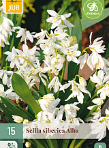 X 15 SCILLA SIBERICA ALBA