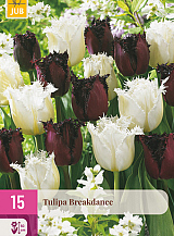 X 15 TULIPA BREAKDANCE