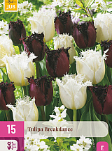 X 15 TULIPA BREAKDANCE