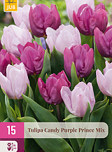 X 15 TULIPA CANDY PURPLE PRINCE MIX