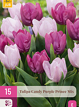 X 15 TULIPA CANDY PURPLE PRINCE MIX