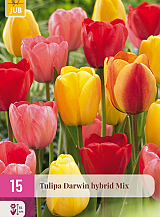 X 15 TULIPA DARWIN HYBRIDE MIX