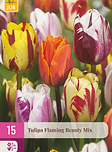 X 15 TULIPA FLAMING BEAUTY MIX