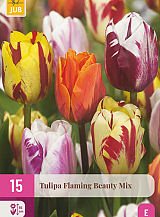 X 15 TULIPA FLAMING BEAUTY MIX
