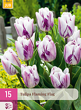 X 15 TULIPA FLAMING FLAG