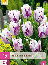 X 15 TULIPA FLAMING FLAG