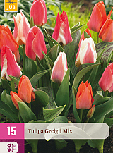 X 15 TULIPA GREIGII MIX