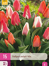 X 15 TULIPA GREIGII MIX