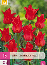 X 15 TULIPA GREIGII ROOD