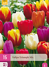 X 15 TULIPA TRIUMPH MIX