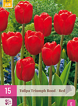 X 15 TULIPA TRIUMPH ROOD