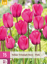 X 15 TULIPA TRIUMPH ROZE
