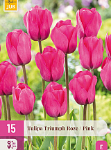 X 15 TULIPA TRIUMPH ROZE