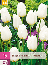 X 15 TULIPA TRIUMPH WIT