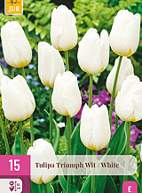X 15 TULIPA TRIUMPH WIT