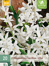 X 20 CHIONODOXA LUCILIAE ALBA