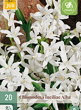 X 20 CHIONODOXA LUCILIAE ALBA