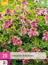 X 20 CORYDALIS BETH EVANS