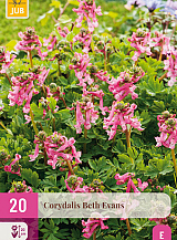 X 20 CORYDALIS BETH EVANS
