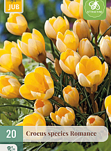 X 20 CROCUS ROMANCE