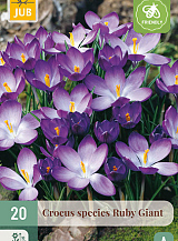 X 20 CROCUS RUBY GIANT