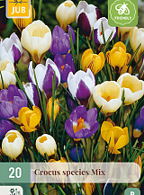 X 20 CROCUS SPECIES MIX