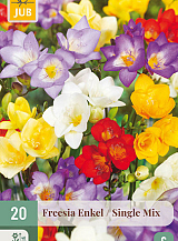 X 20 FREESIA ENKEL MIX NJ