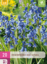X 20 HYACINTHOIDES NON-SCRIPTA