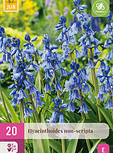 X 20 HYACINTHOIDES NON-SCRIPTA