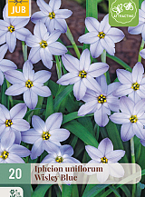 X 20 IPHEION UNIFLORUM WISLEY BLUE