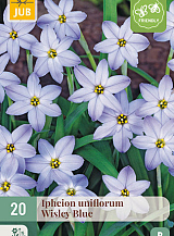 X 20 IPHEION UNIFLORUM WISLEY BLUE