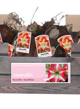 X 20 JUMBO AMARYLLIS ROOD/WIT INCL. LABEL