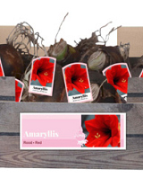 X 20 JUMBO AMARYLLIS ROOD INCL. LABEL