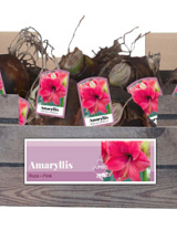 X 20 JUMBO AMARYLLIS ROZE INCL. LABEL