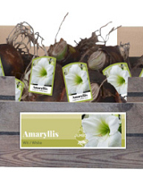 X 20 JUMBO AMARYLLIS WIT INCL. LABEL