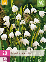X 20 LEUCOJUM AESTIVUM