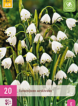 X 20 LEUCOJUM AESTIVUM