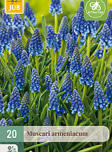 X 20 MUSCARI ARMENIACUM