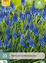 X 20 MUSCARI ARMENIACUM