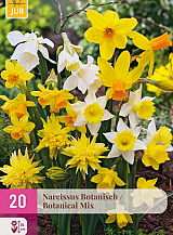 X 20 NARCISSUS BOTANISCH MIX